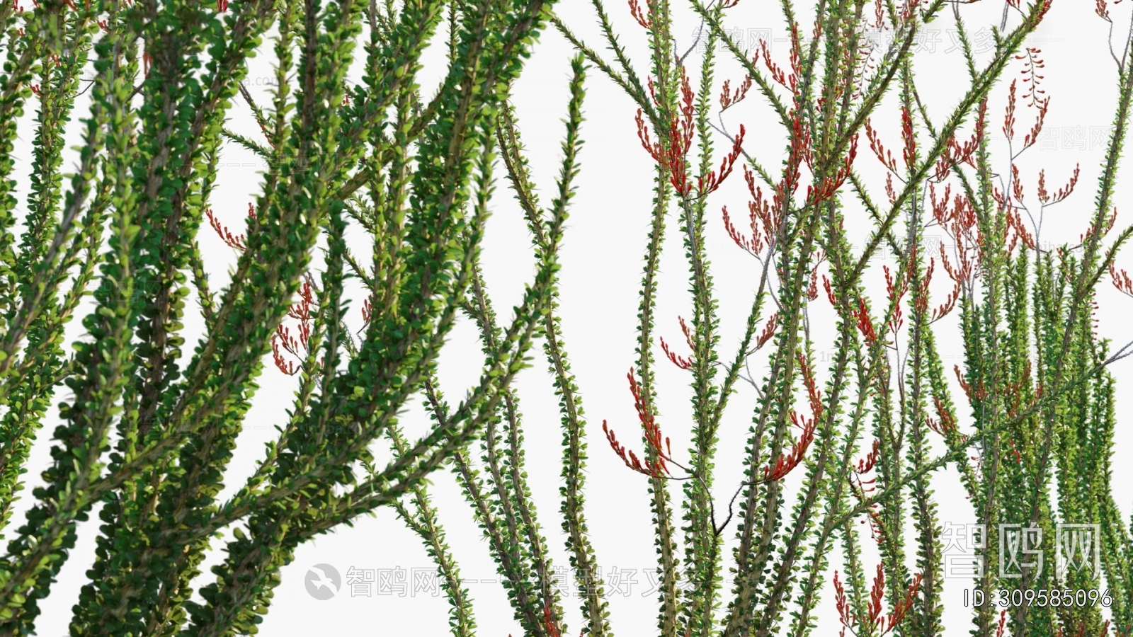 Modern Flowers And Grass