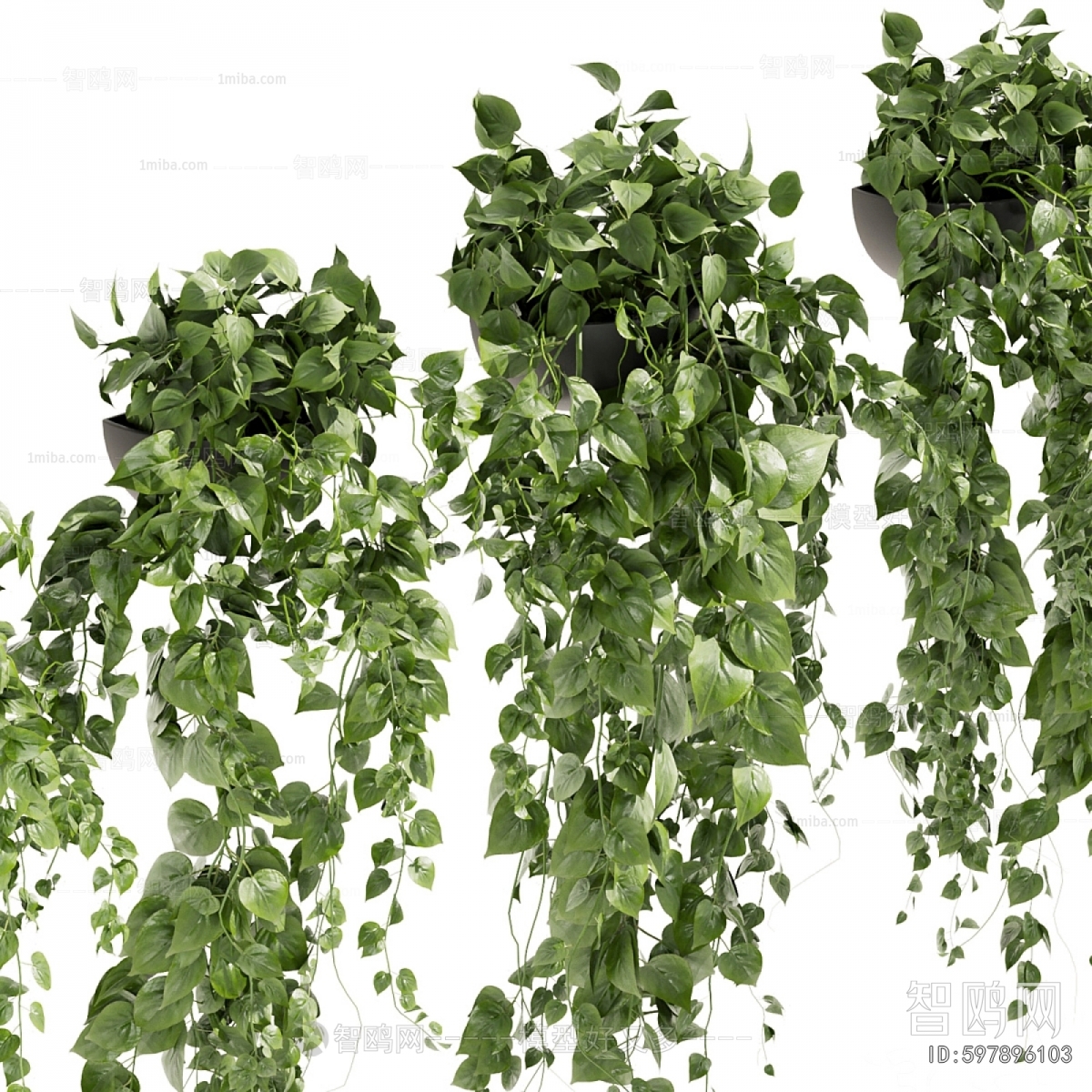 Modern Chlorophytum Comosum