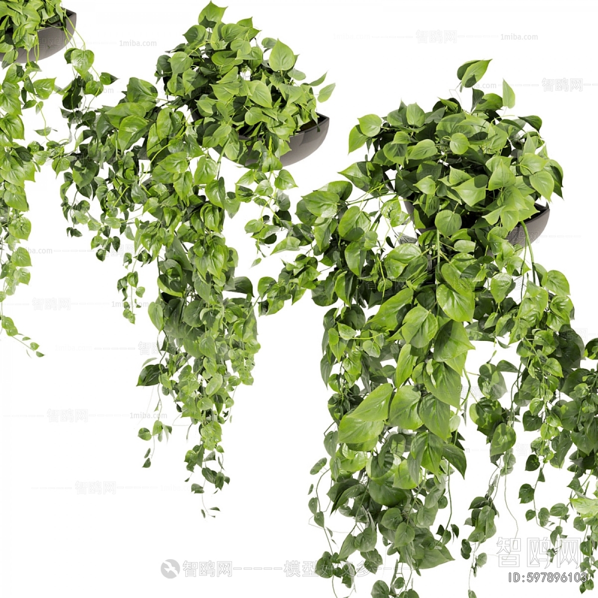 Modern Chlorophytum Comosum