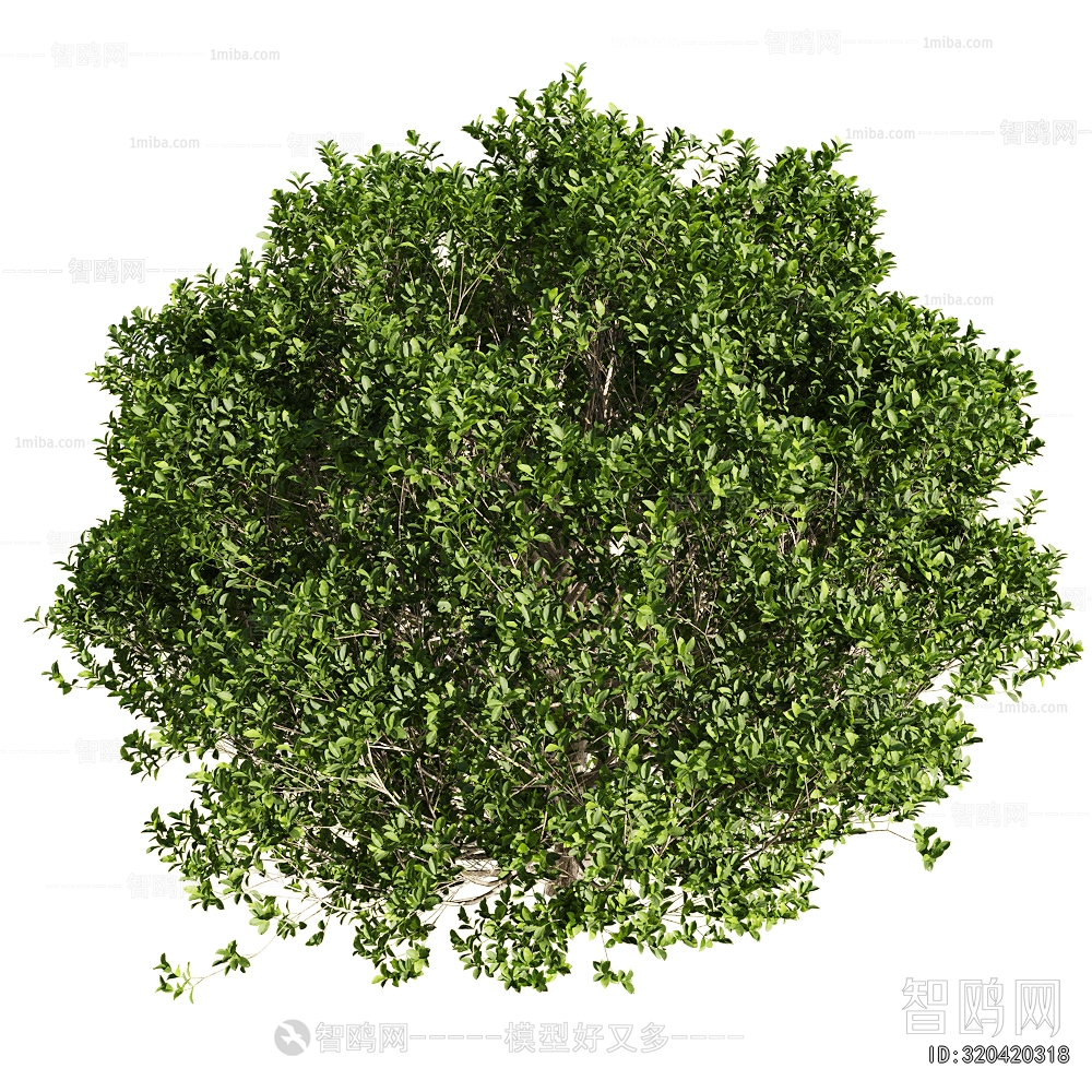 Modern Shrubbery