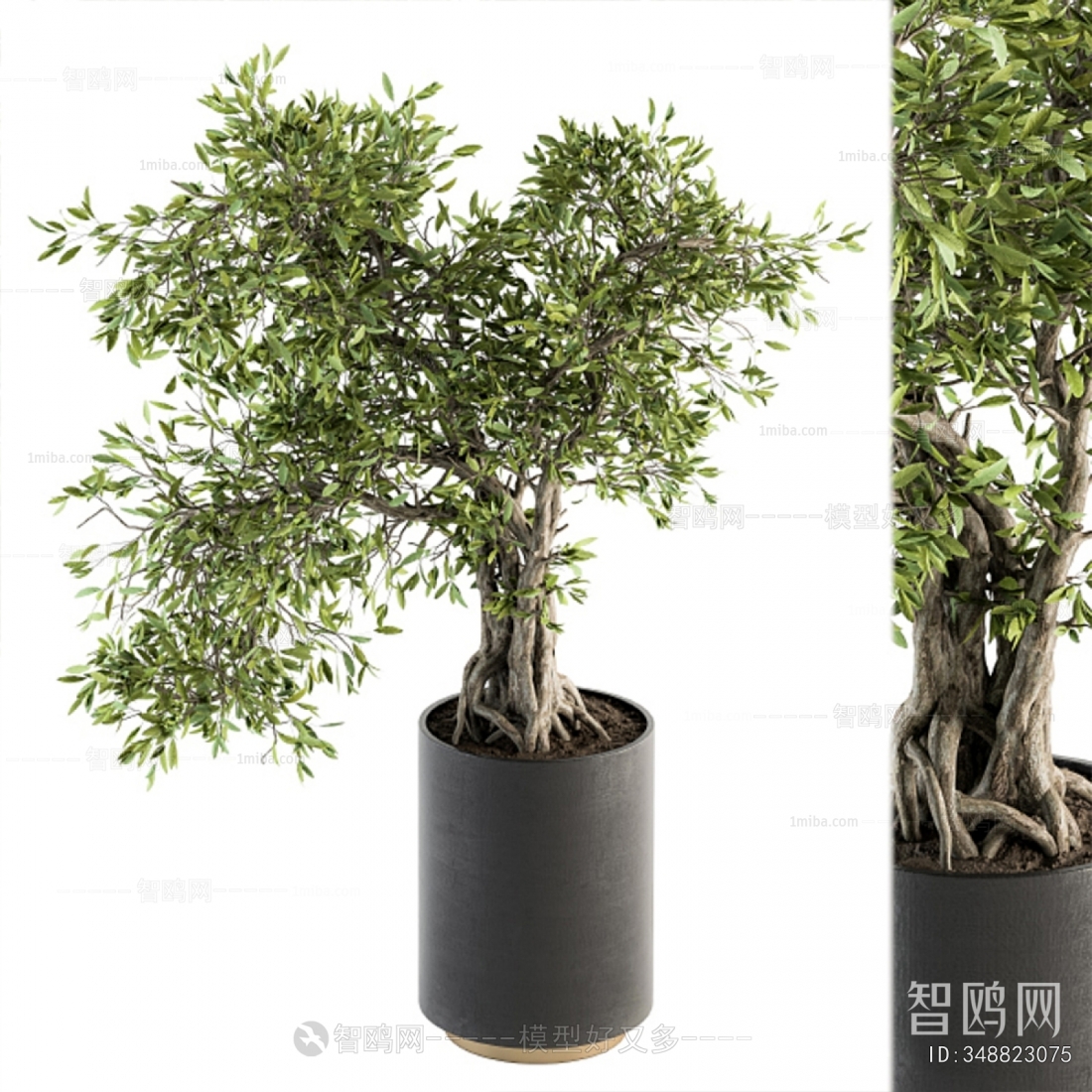 Modern Ground Green Plant Potted Plants
