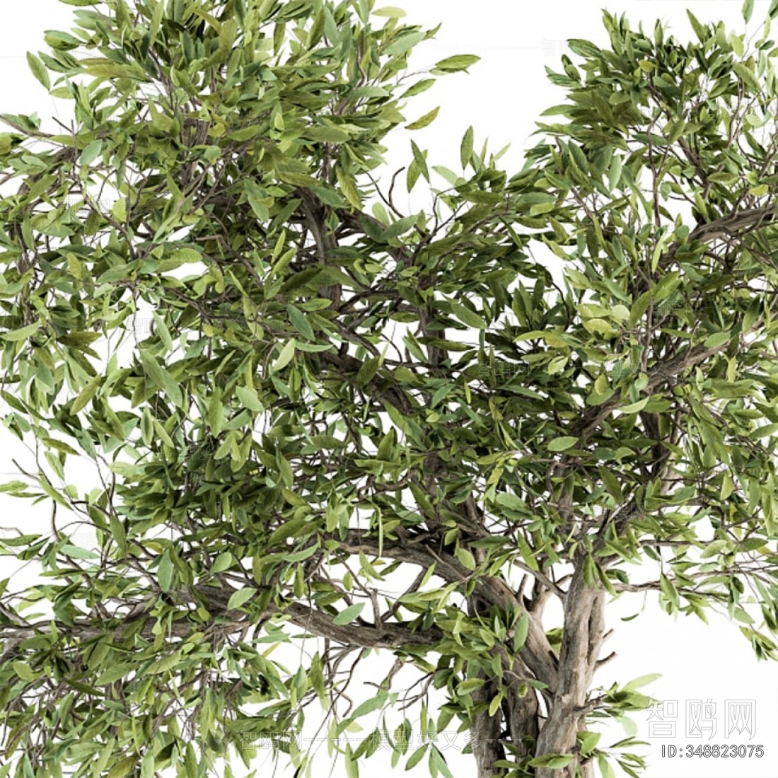 Modern Ground Green Plant Potted Plants