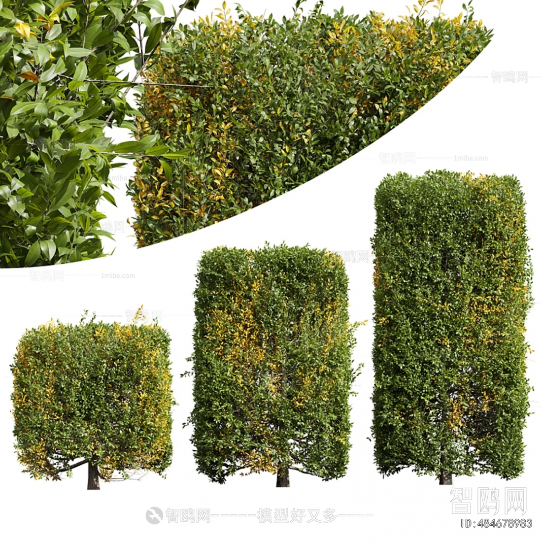 Modern Shrubbery
