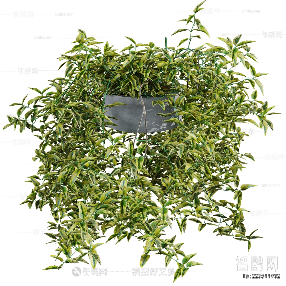 现代吊挂植物盆栽