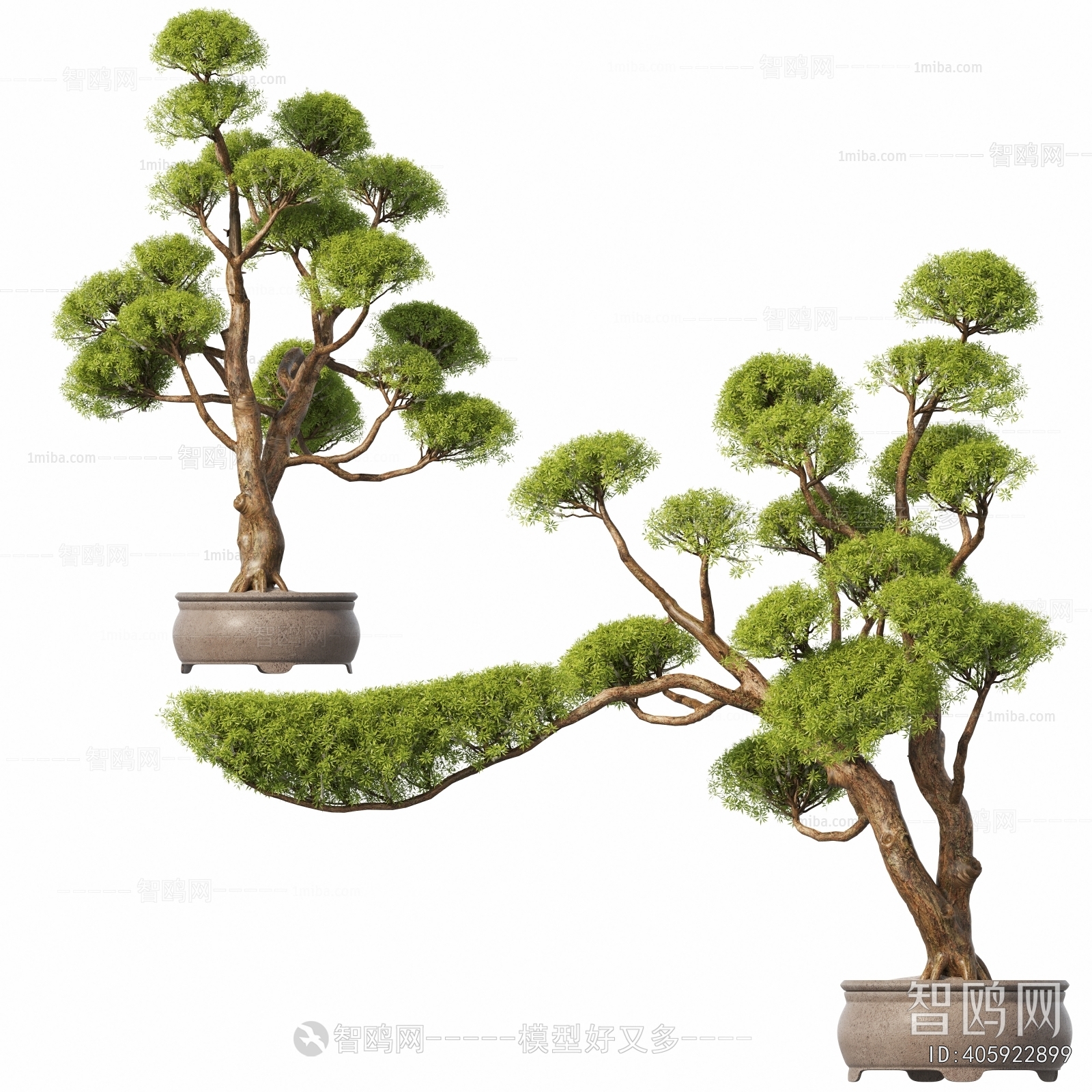 Modern Bonsai