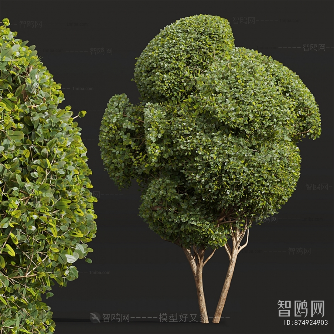 Modern Shrubbery