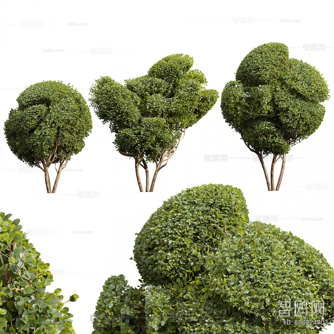 Modern Shrubbery