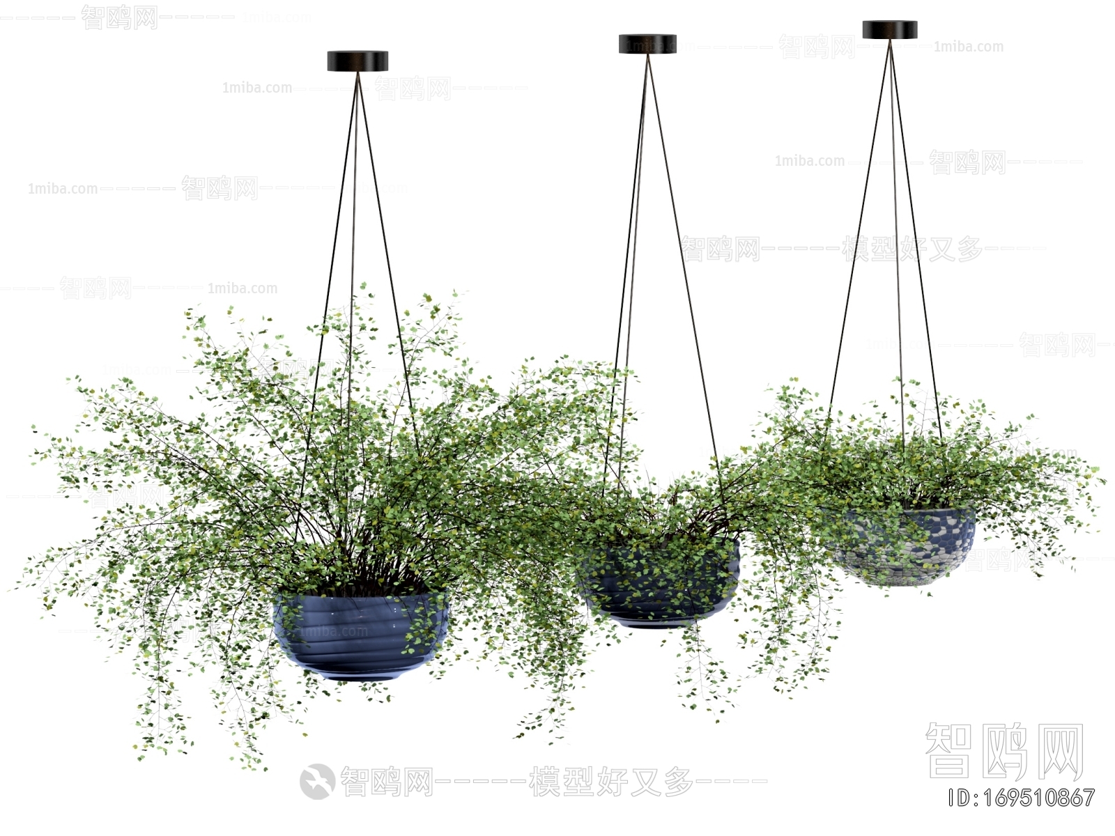 Modern Chlorophytum Comosum