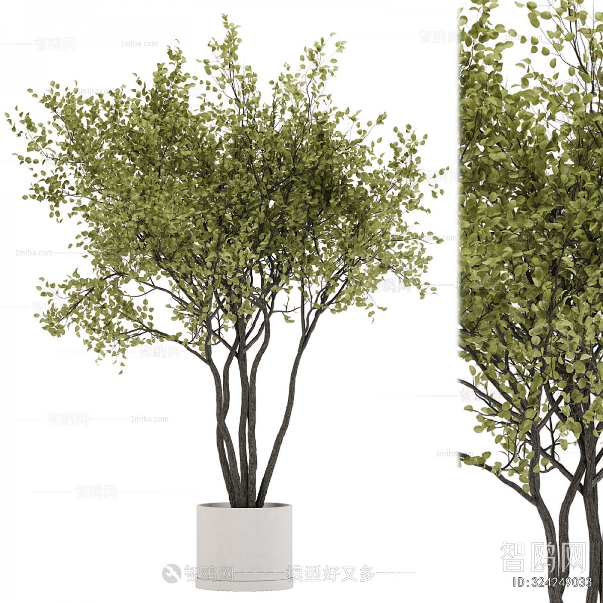 Modern Ground Green Plant Potted Plants