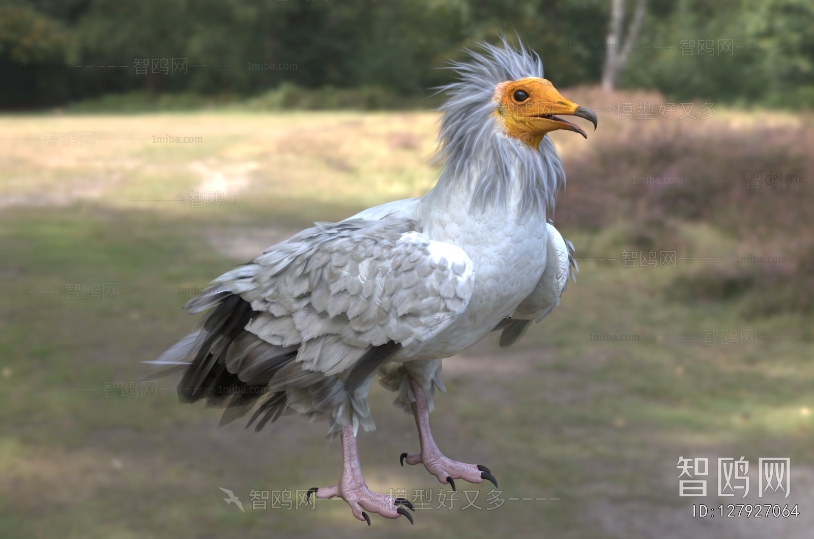 Modern Flying Animals