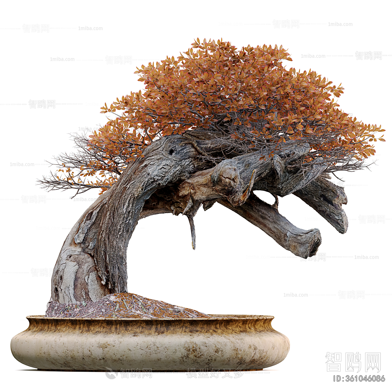 Modern Bonsai