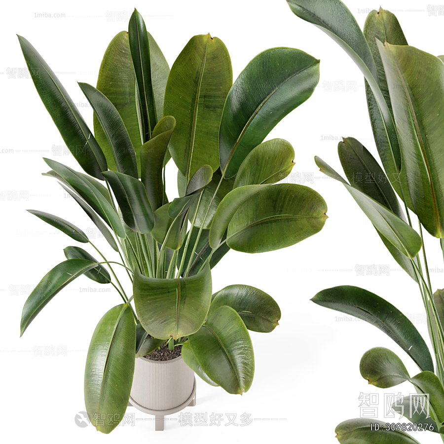 Modern Ground Green Plant Potted Plants