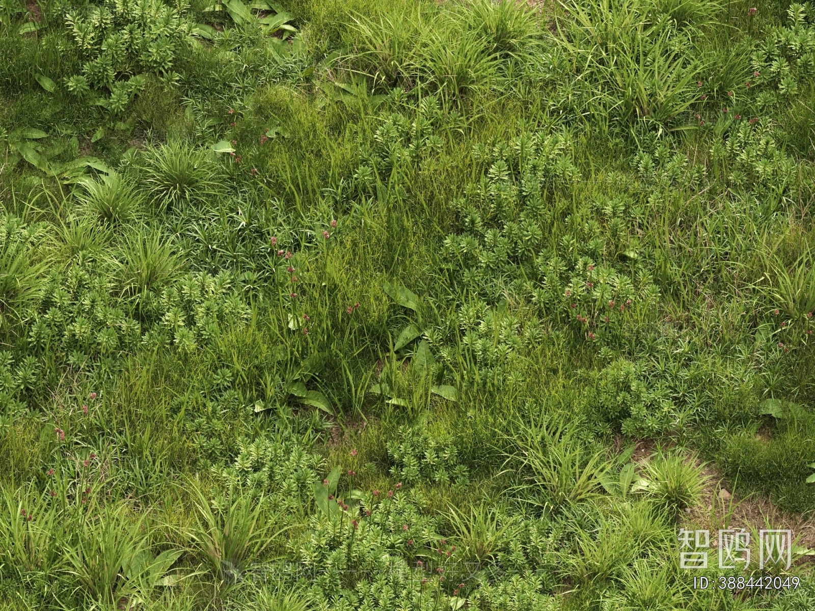 Modern Flowers And Grass