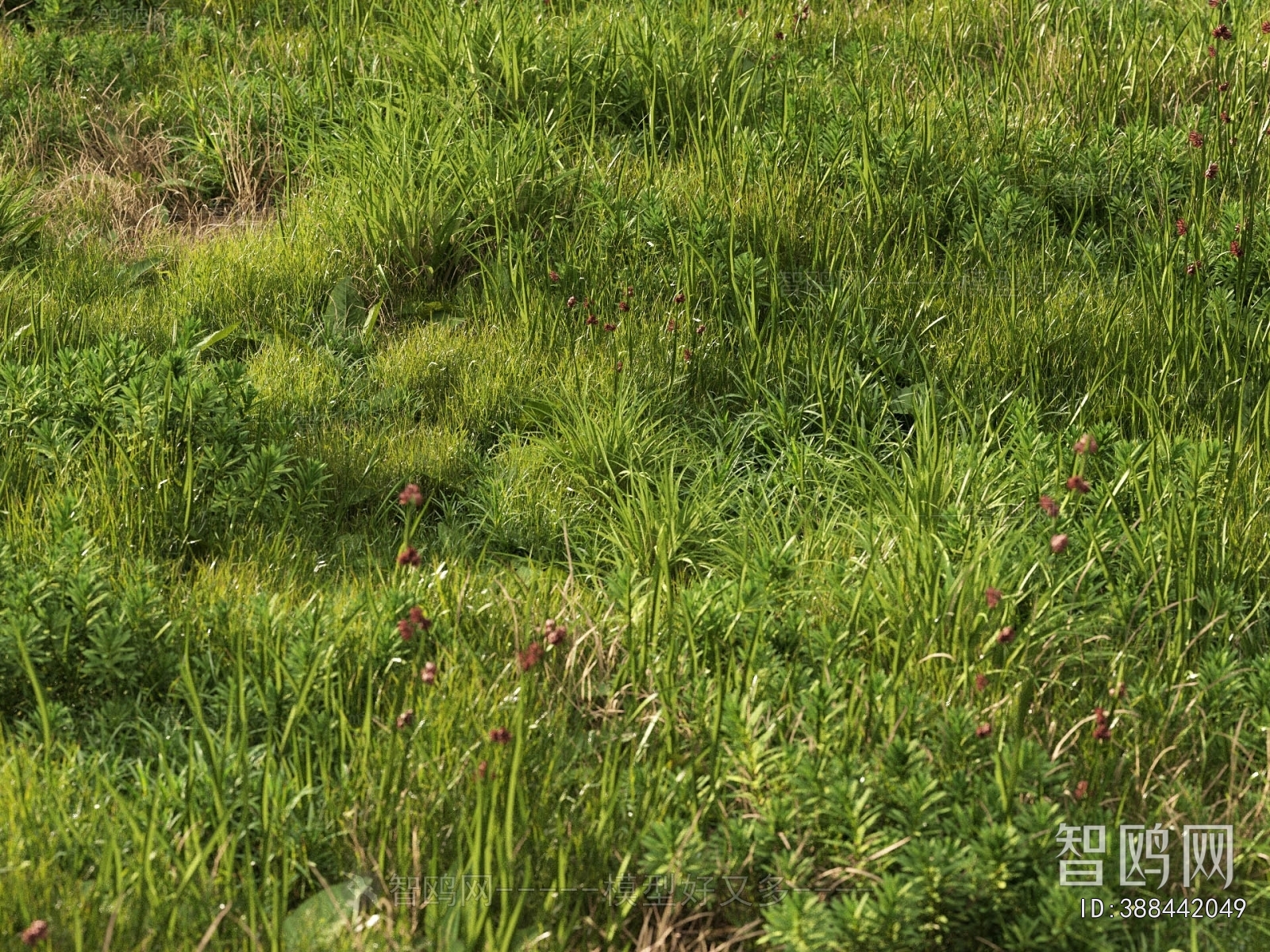 Modern Flowers And Grass