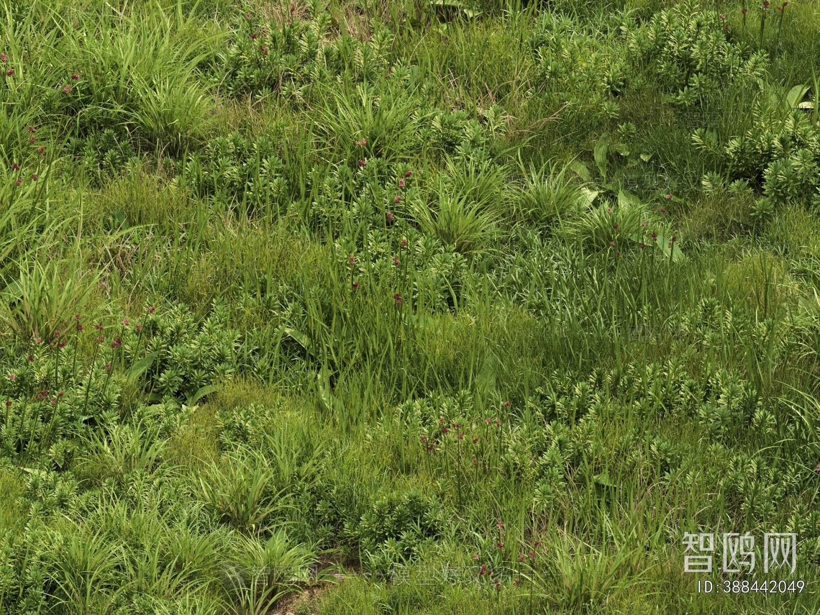 Modern Flowers And Grass