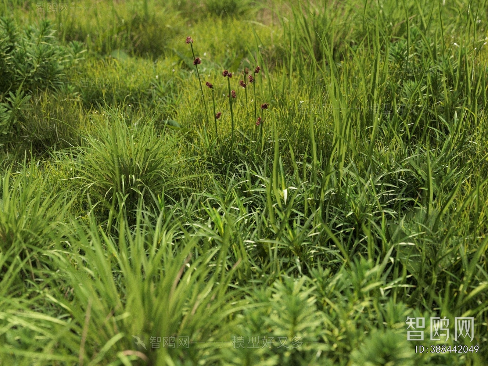 Modern Flowers And Grass