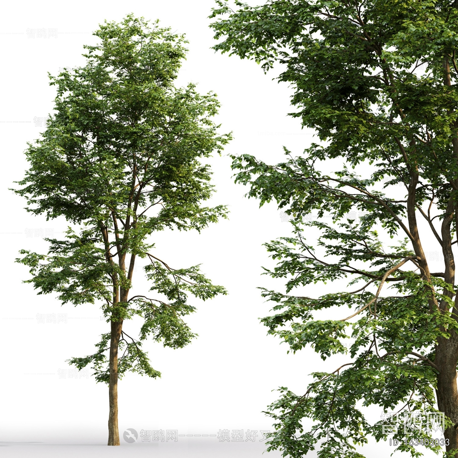 Modern Tree/shrub/grass