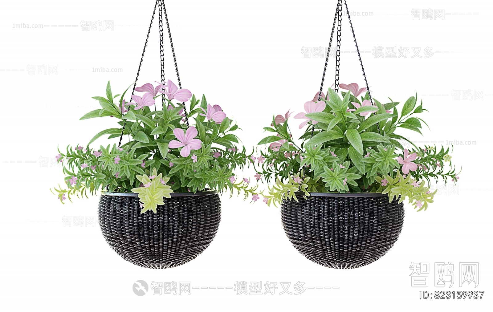 Modern Chlorophytum Comosum