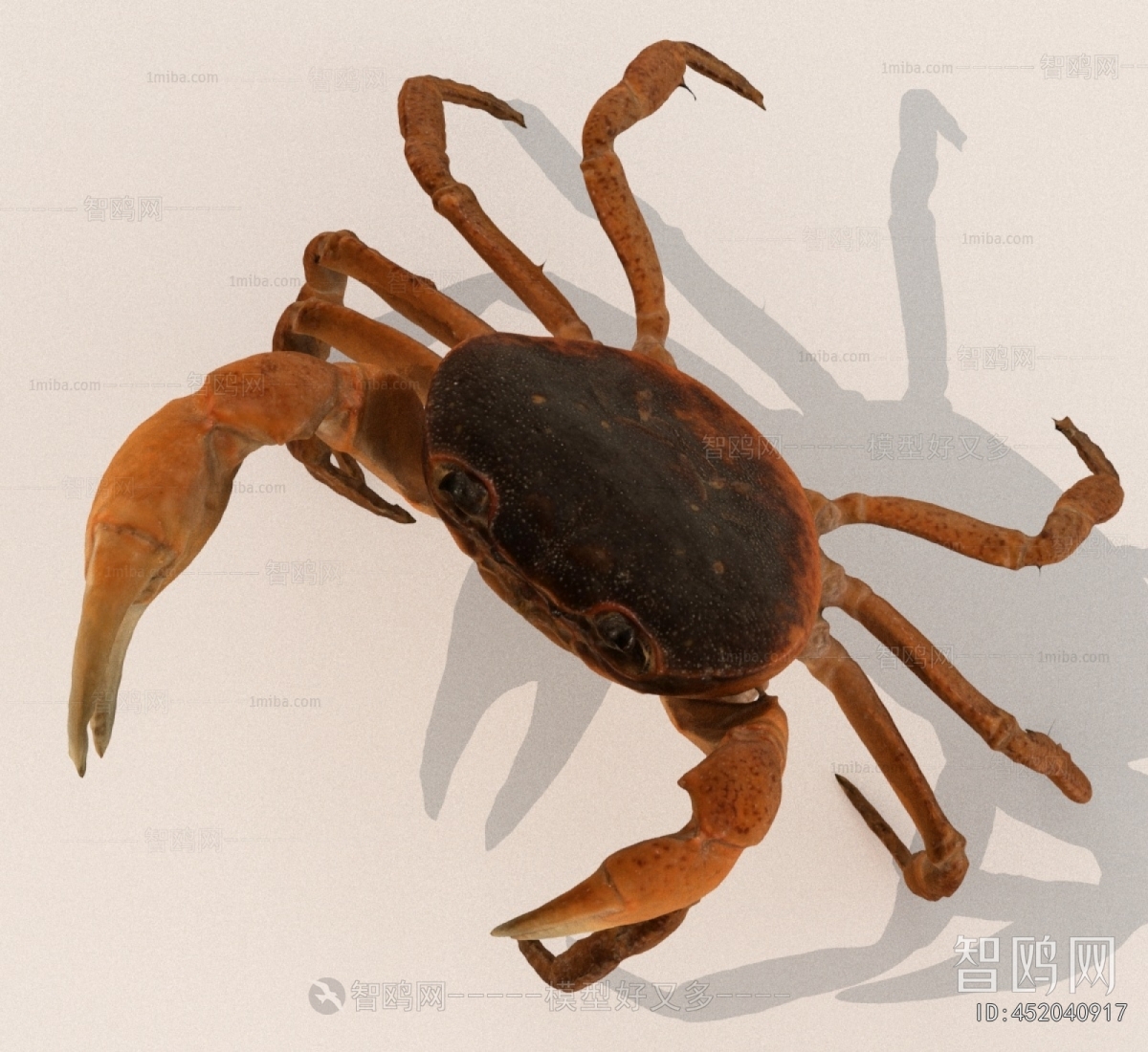 Modern Aquatic Animals