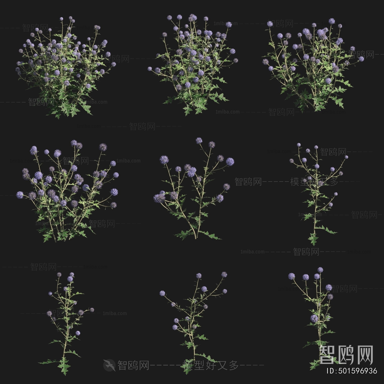 Modern Flowers And Grass