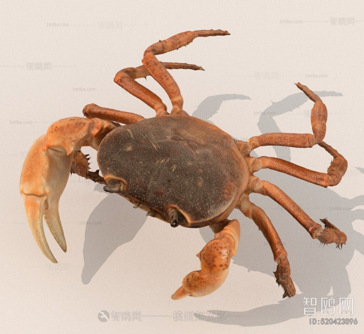 Modern Aquatic Animals