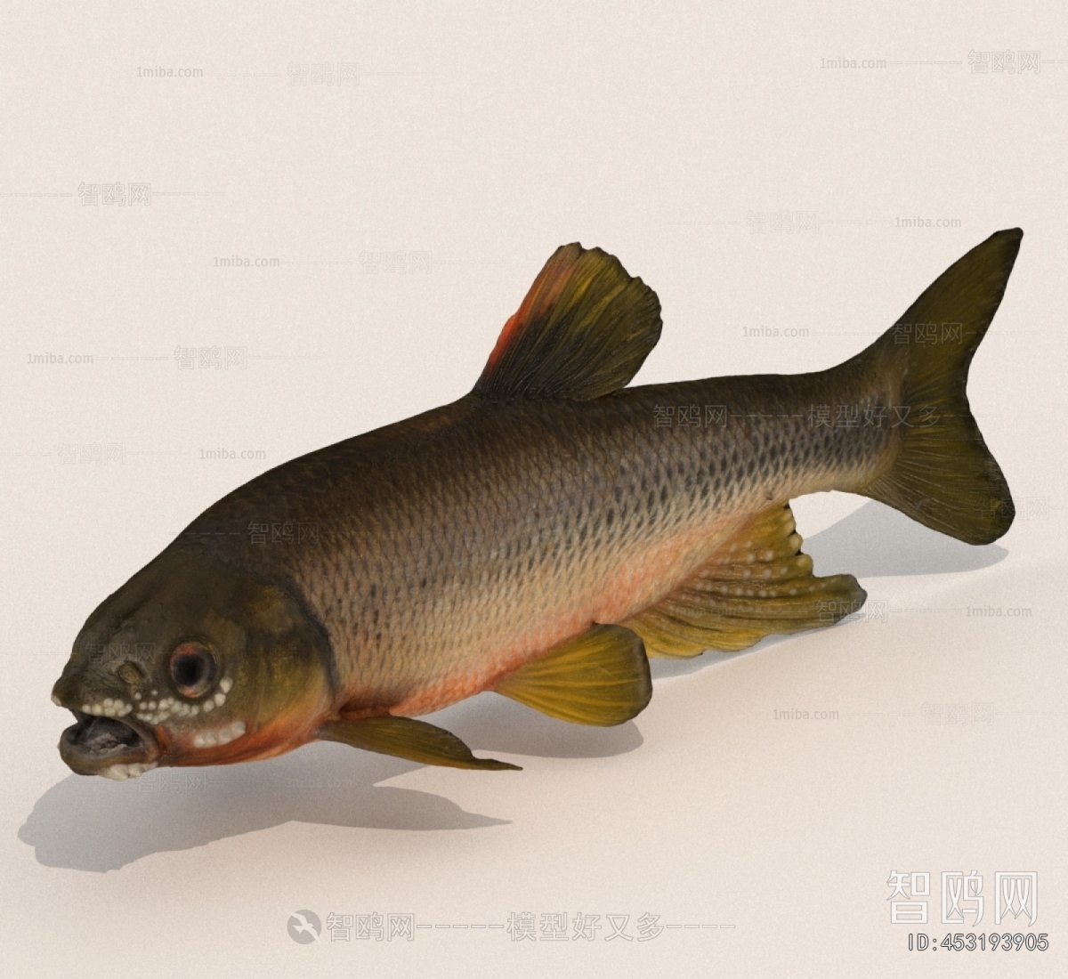 Modern Aquatic Animals