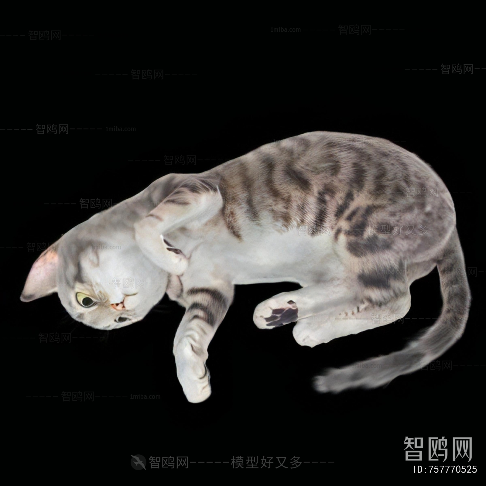 现代动物猫