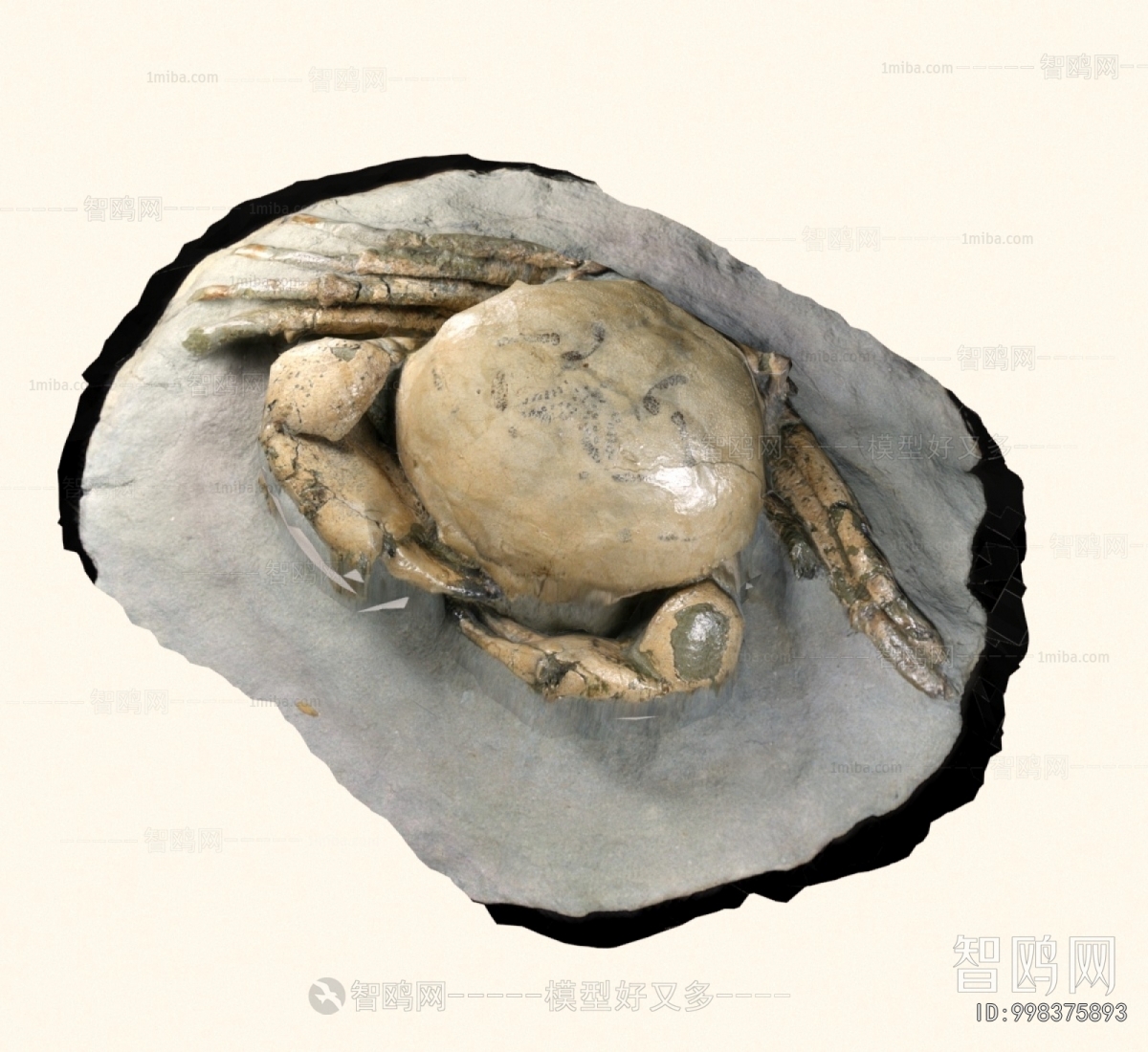 Modern Aquatic Animals