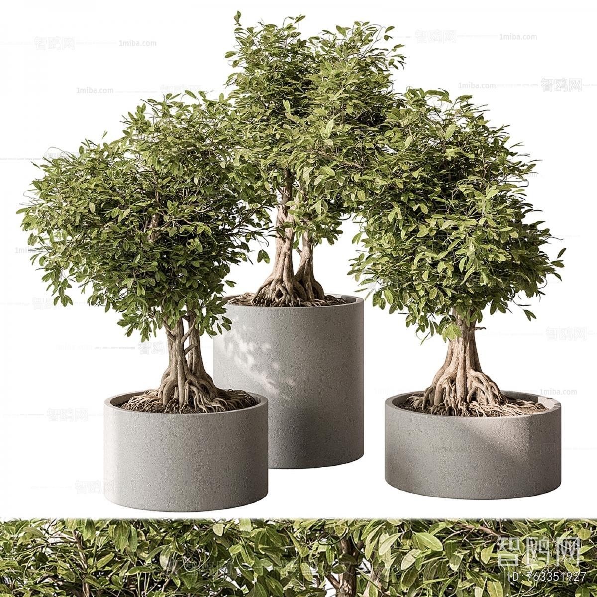 Modern Ground Green Plant Potted Plants