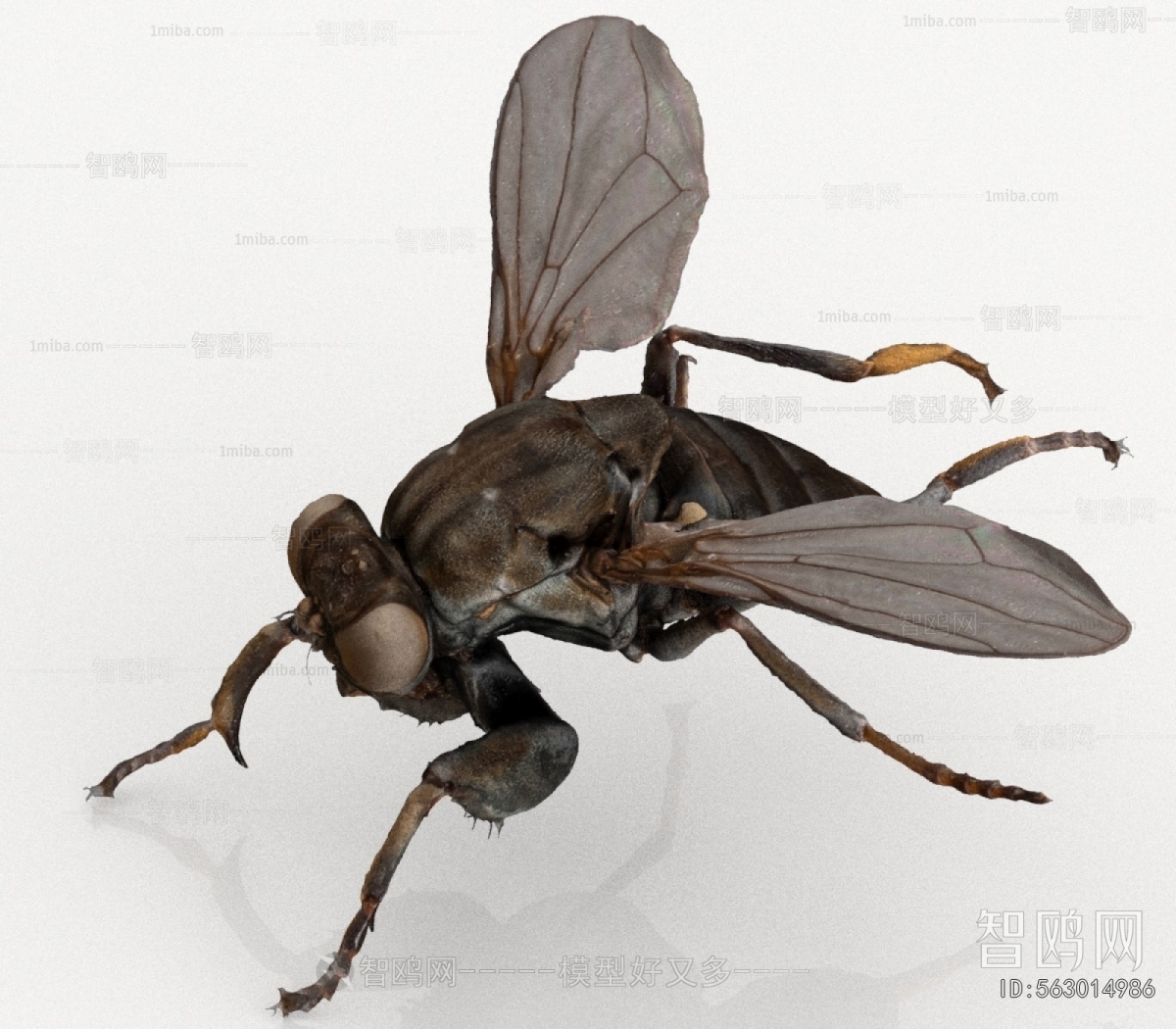 Modern Other Animals