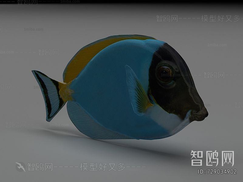 Modern Aquatic Animals