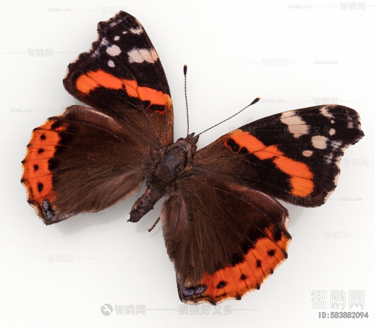 Modern Flying Animals