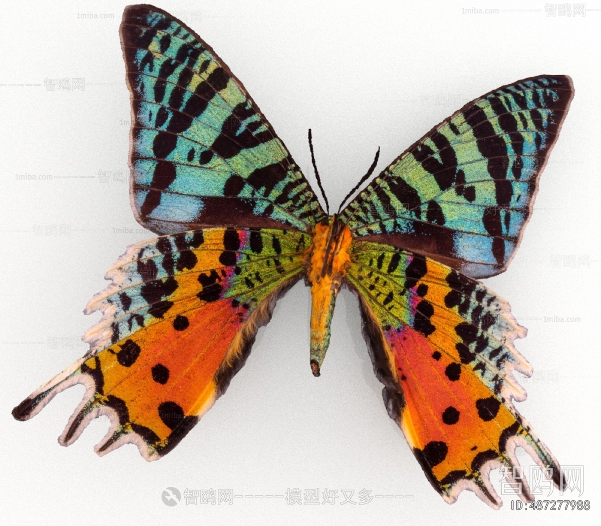 Modern Flying Animals