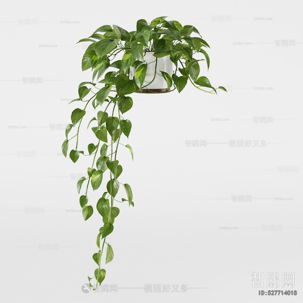 Modern Chlorophytum Comosum