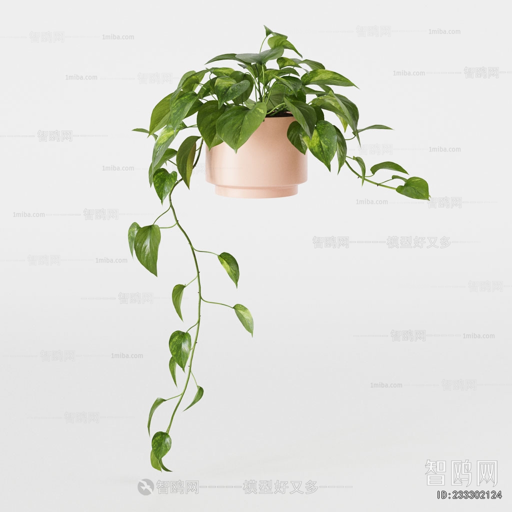 Modern Chlorophytum Comosum