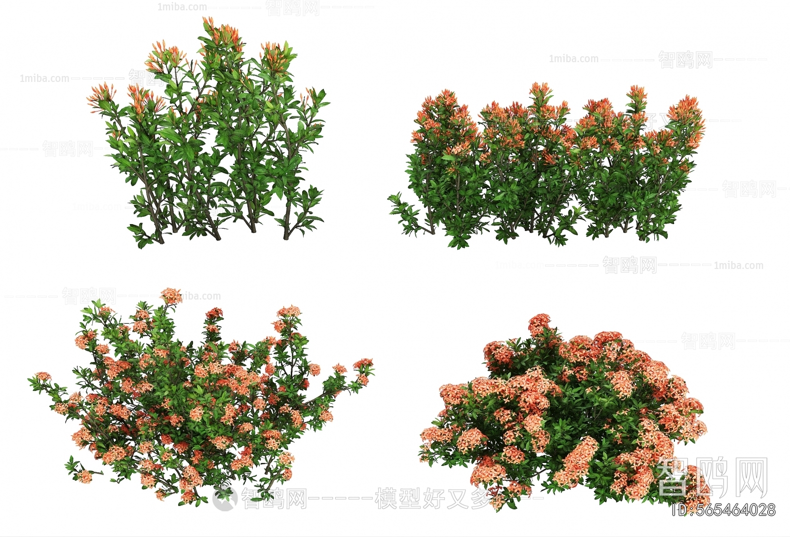 Modern Flowers And Grass