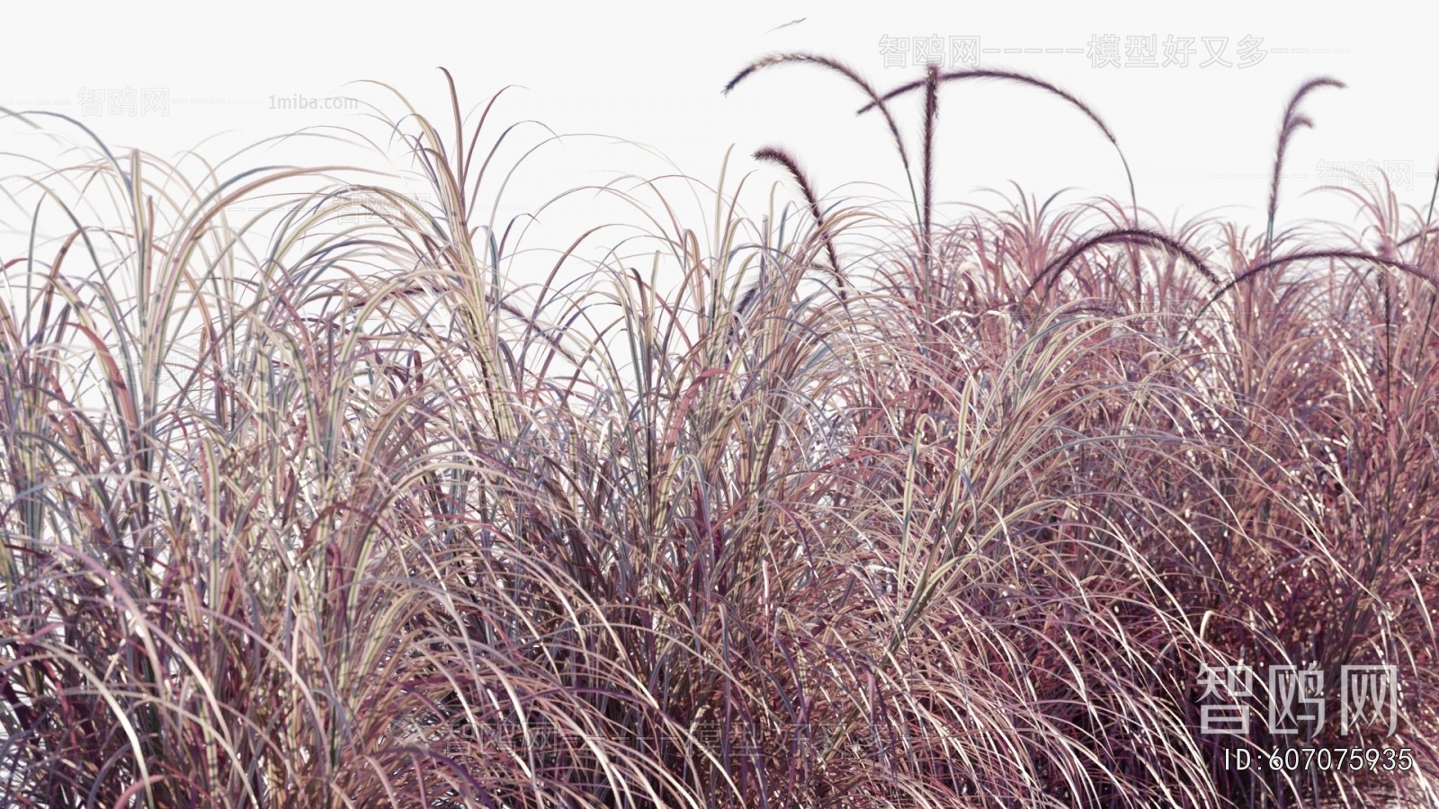 Modern Flowers And Grass