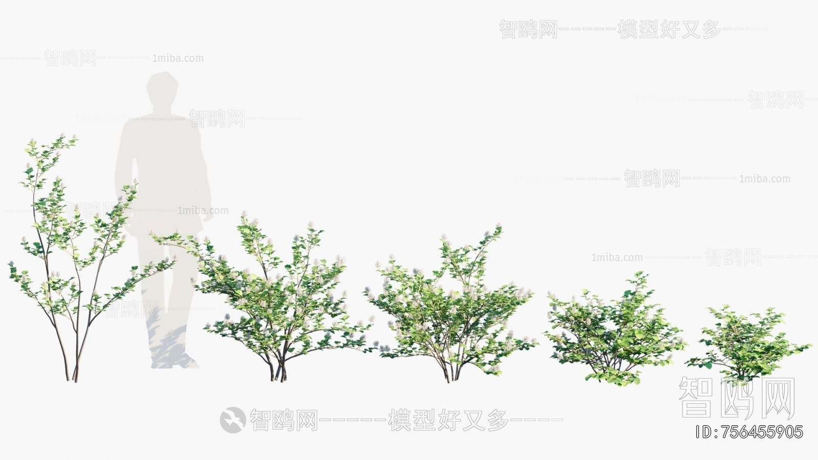 现代温带植物树木组合