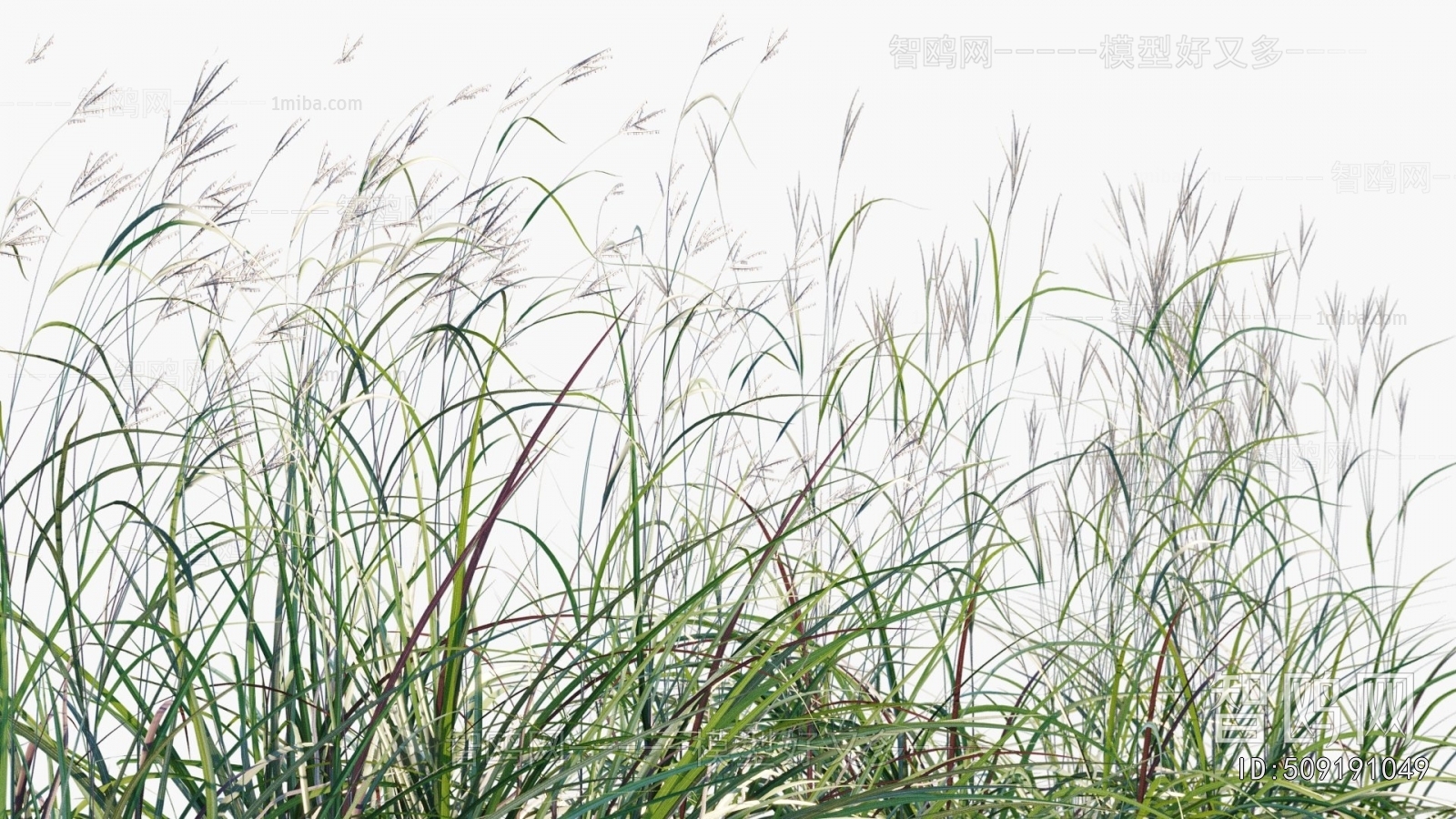 Modern Flowers And Grass