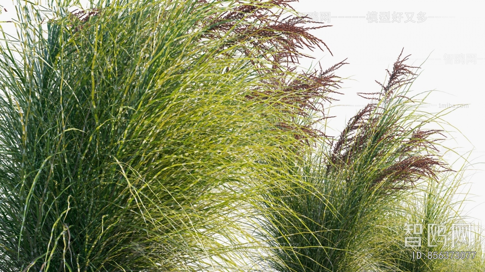 Modern Flowers And Grass