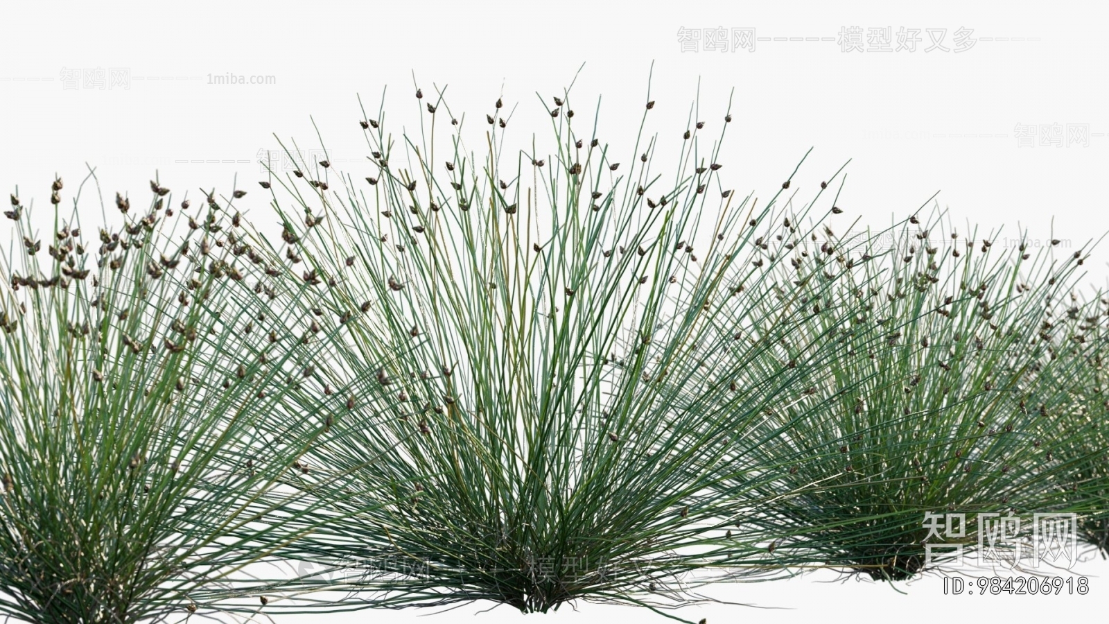 Modern Flowers And Grass