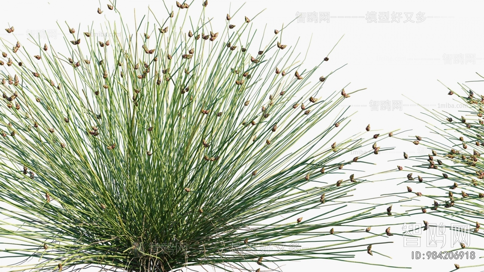 Modern Flowers And Grass