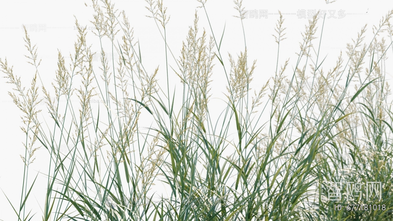 Modern Flowers And Grass