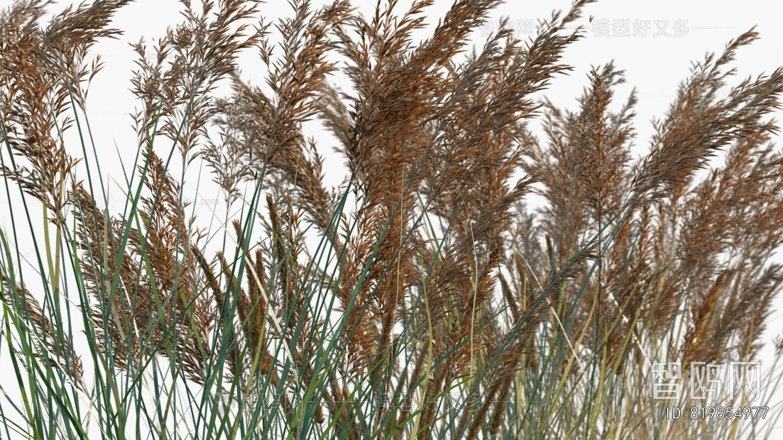 Modern Flowers And Grass