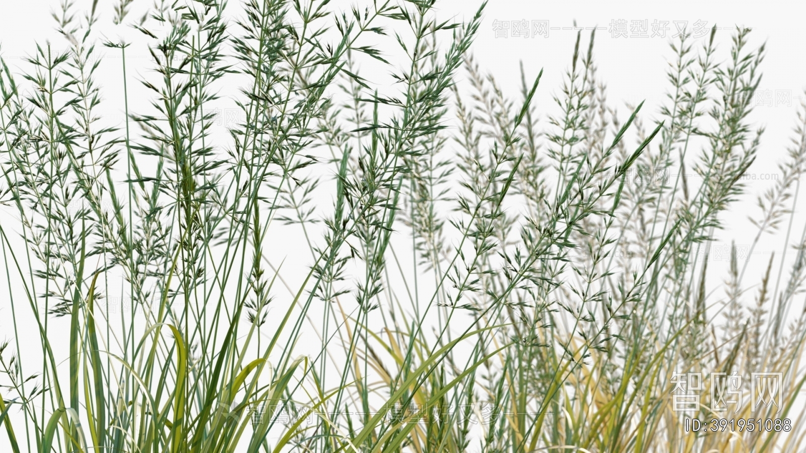 Modern Flowers And Grass