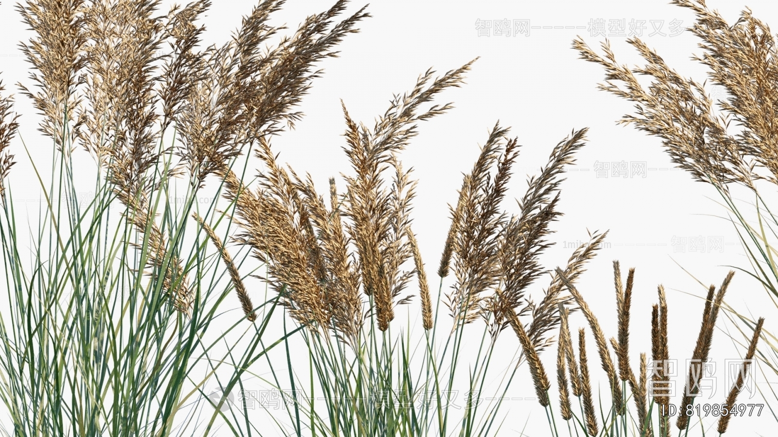 Modern Flowers And Grass