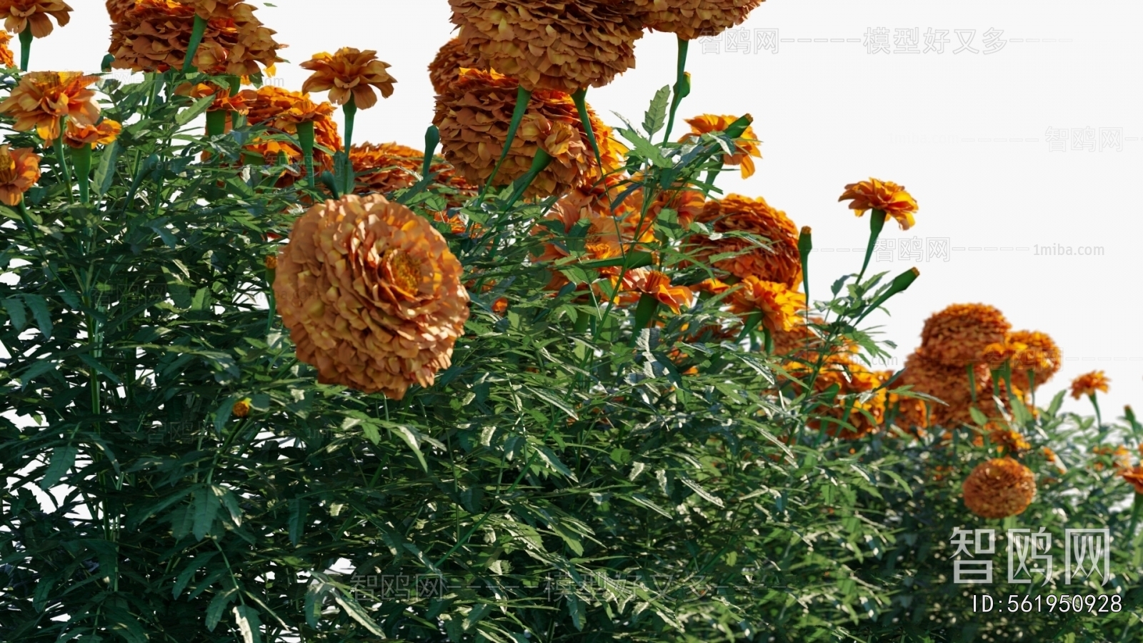 Modern Flowers And Grass