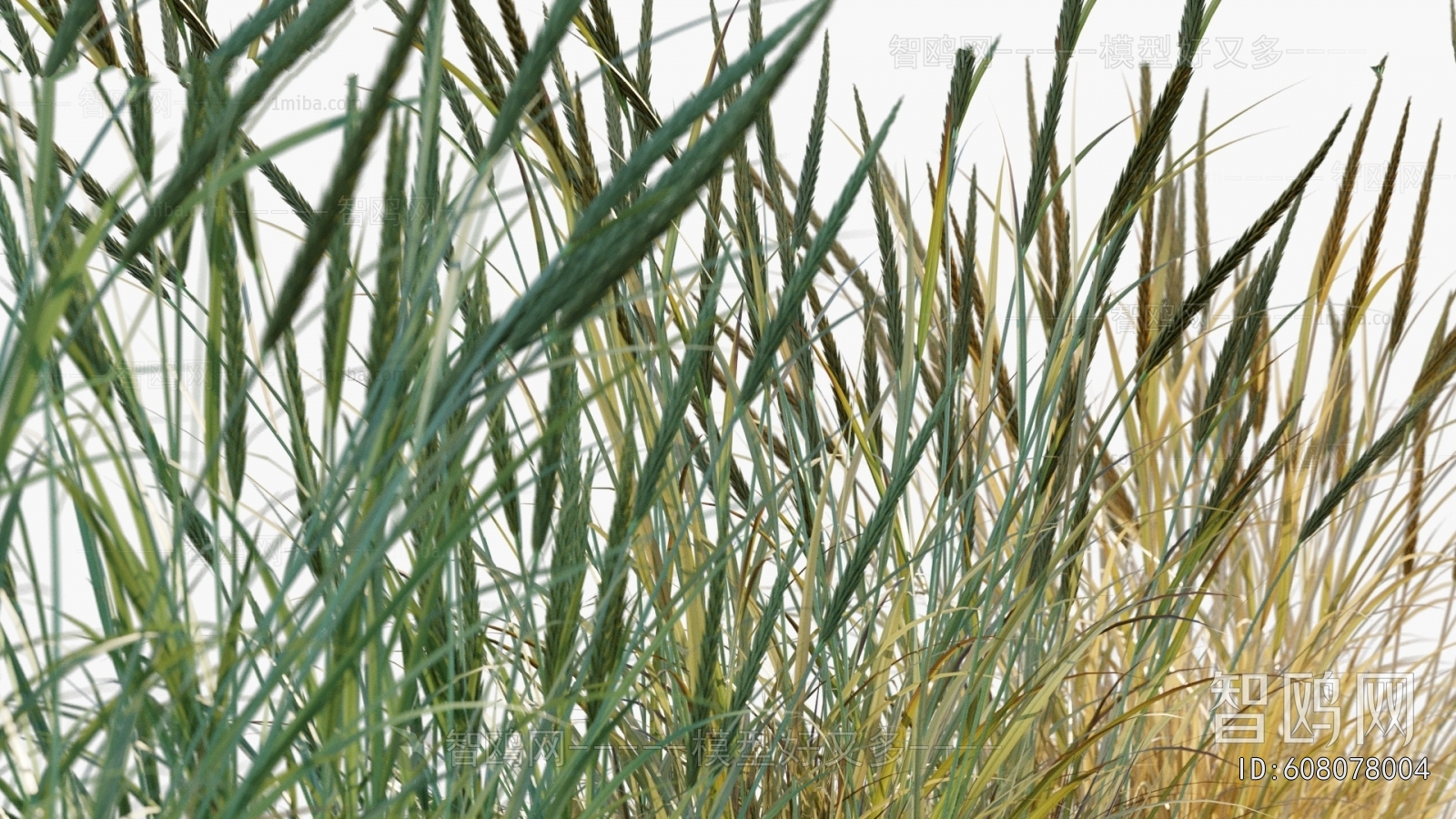 Modern Flowers And Grass