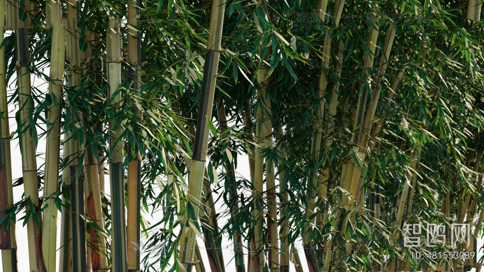 Modern Bamboo