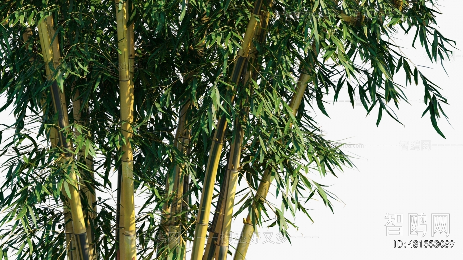 Modern Bamboo